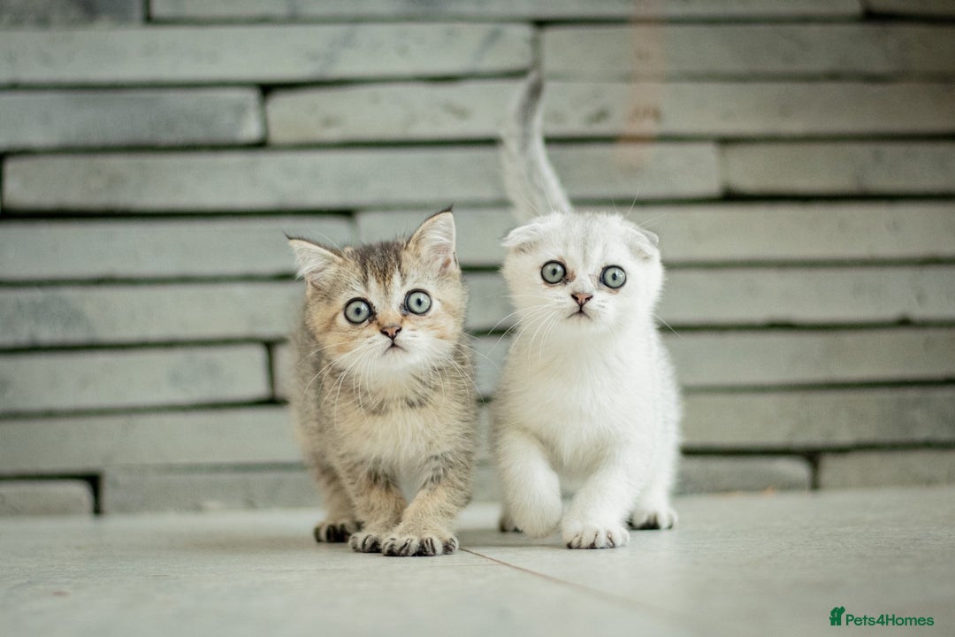 Scottish Fold cats for sale: Need home ASAP Full pedigreeTICA reg Scottish Fold in Barnet - Image 2