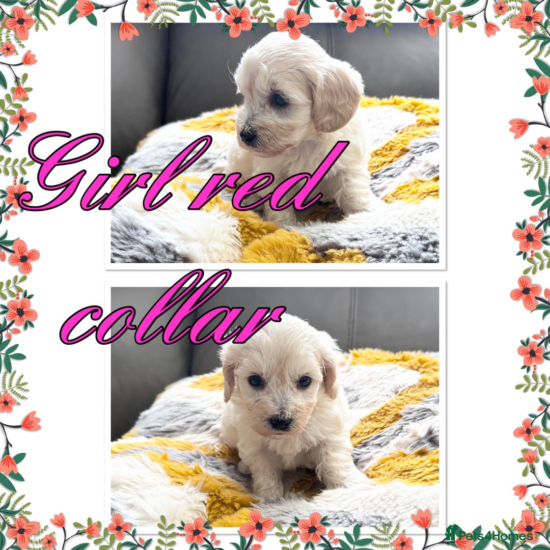 Maltipoo dogs for sale: Beautiful Maltipoo boys and girls pra clear in Newark - Image 9