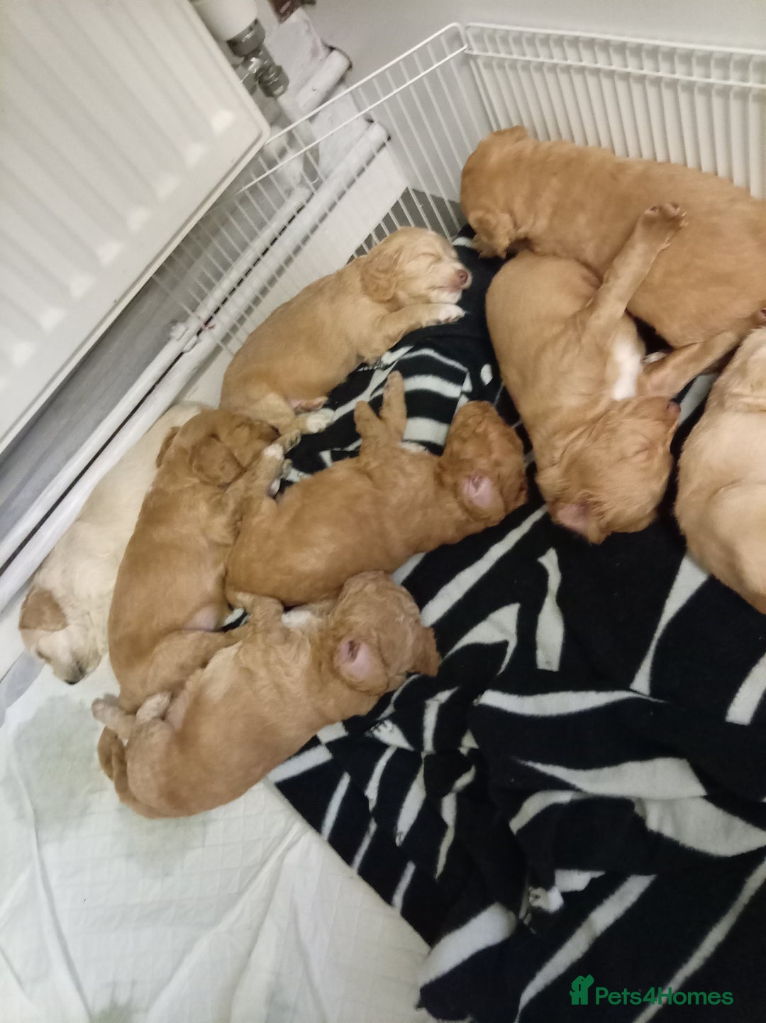 Cockapoo dogs for sale: 8 Beautiful Cockapoos puppies - Advert 6