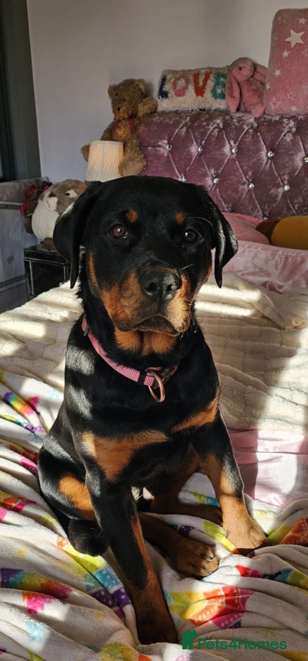 Rottweiler dogs for stud: KC REGISTERED ROTTWEILER in Worcester - Advert 18