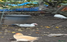 Ducks poultry for sale: Muscovy duck - Image 3