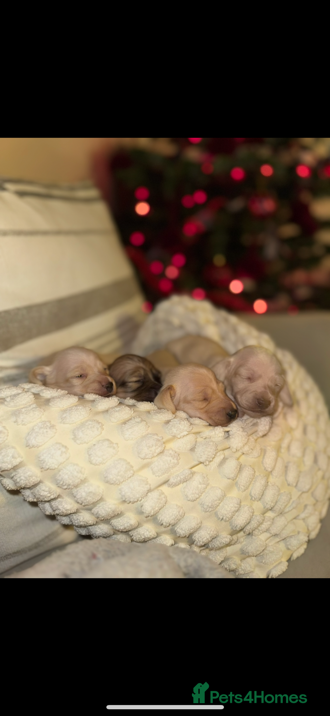 Dachshund dogs for sale: Stunning litter-cream miniature dachshund puppies - Advert 2