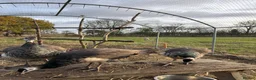 Mixed Breed birds for sale: Peacock and Peahens for Sale  - Advert 3