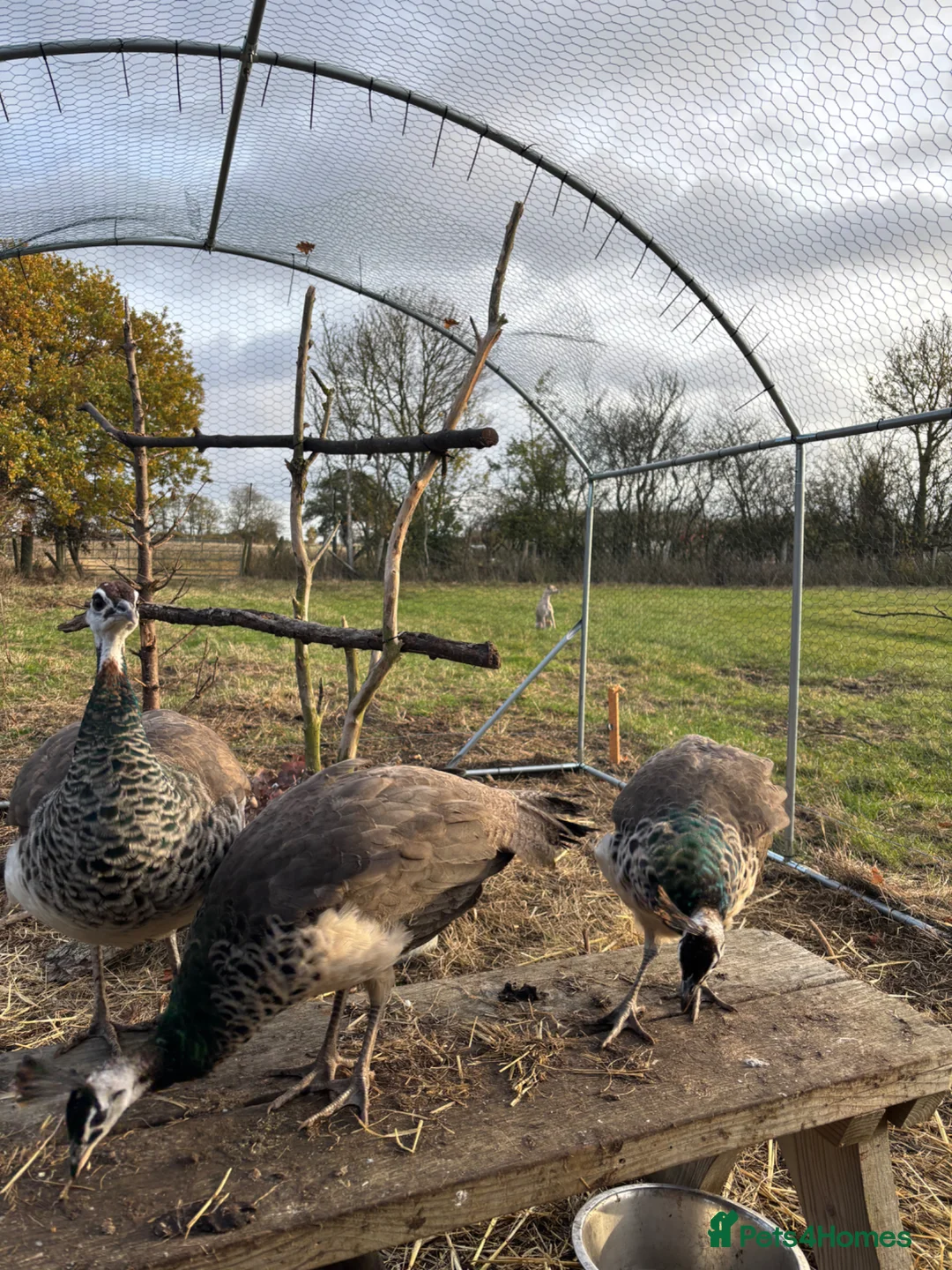 Mixed Breed birds for sale: Peacock and Peahens for Sale  - Advert 3