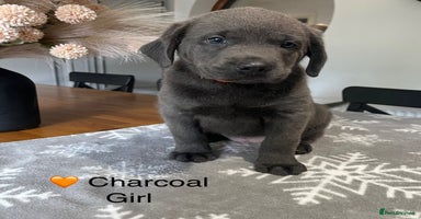 Labrador Retriever dogs - Advert 10