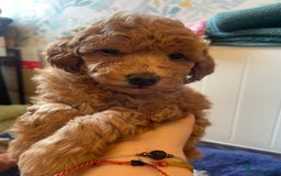 Toy Poodle dogs for sale: Tiny Red Toy Poodles Available now - Image 11