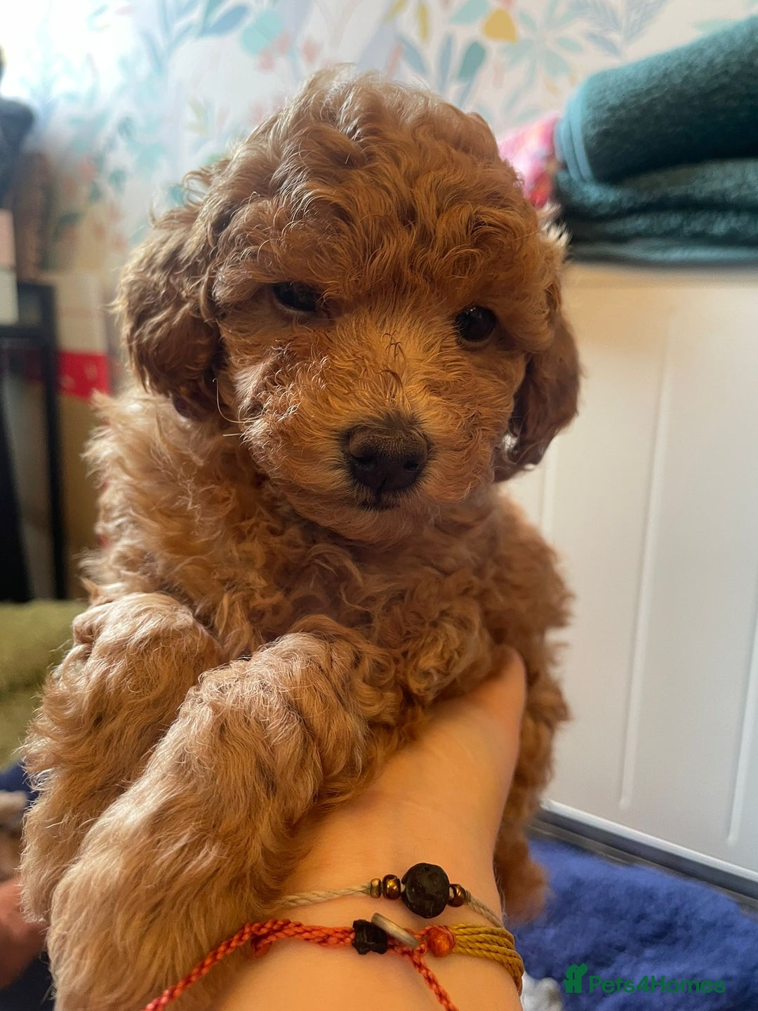 Toy Poodle dogs for sale: Tiny Red Toy Poodles Available now - Image 11