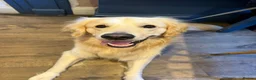 Golden Retriever dogs for stud: 2-year old Golden Retriever for Stud  in Halstead - Advert 1