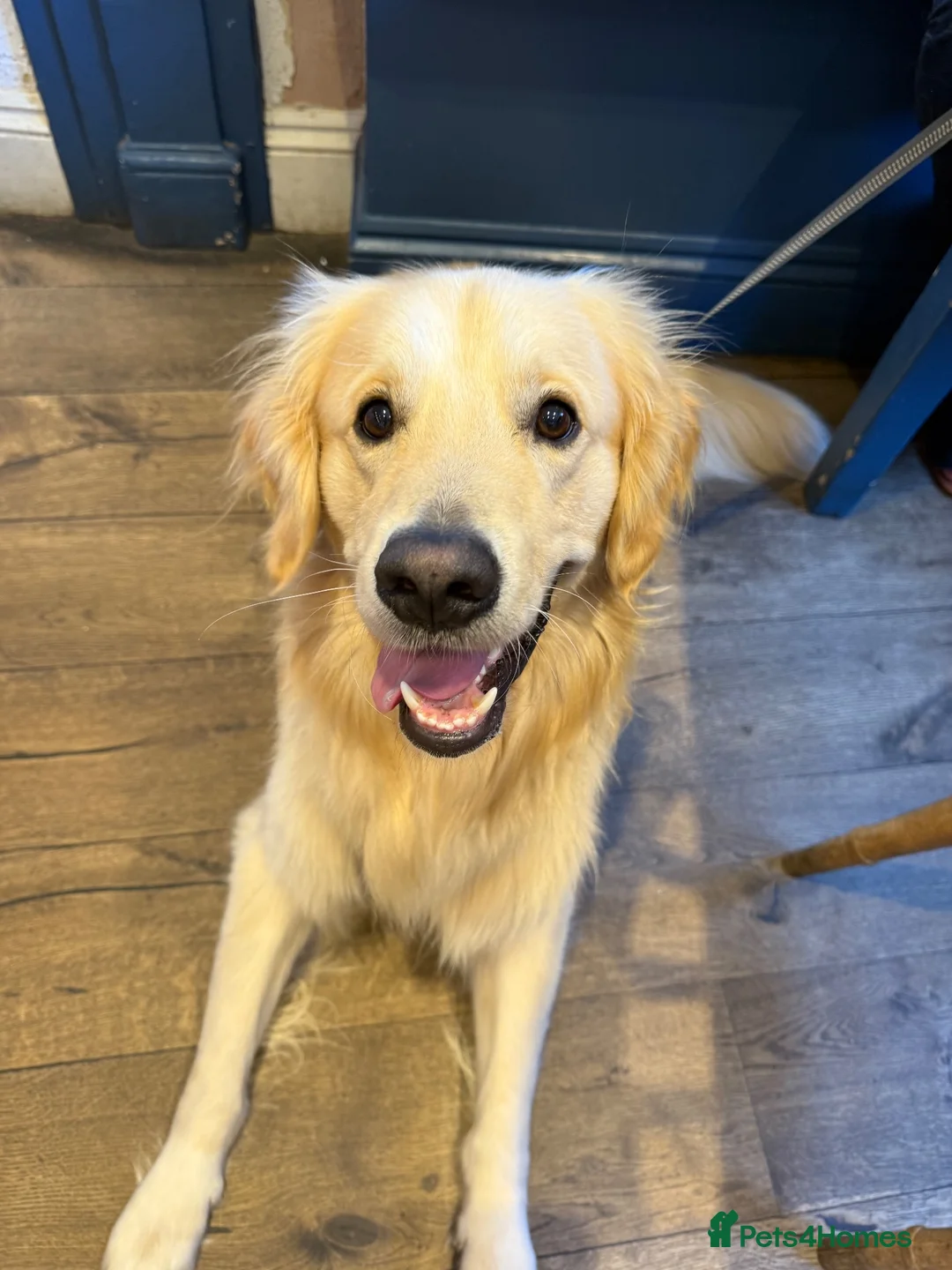 Golden Retriever dogs for stud: 2-year old Golden Retriever for Stud  in Halstead - Advert 1