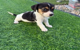 Mixed Breed dogs for sale: 7 stunning cockerjack puppies  - Image 9