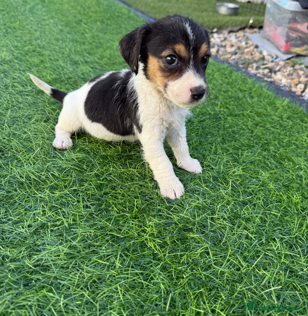 Mixed Breed dogs for sale: 7 stunning cockerjack puppies  - Image 9