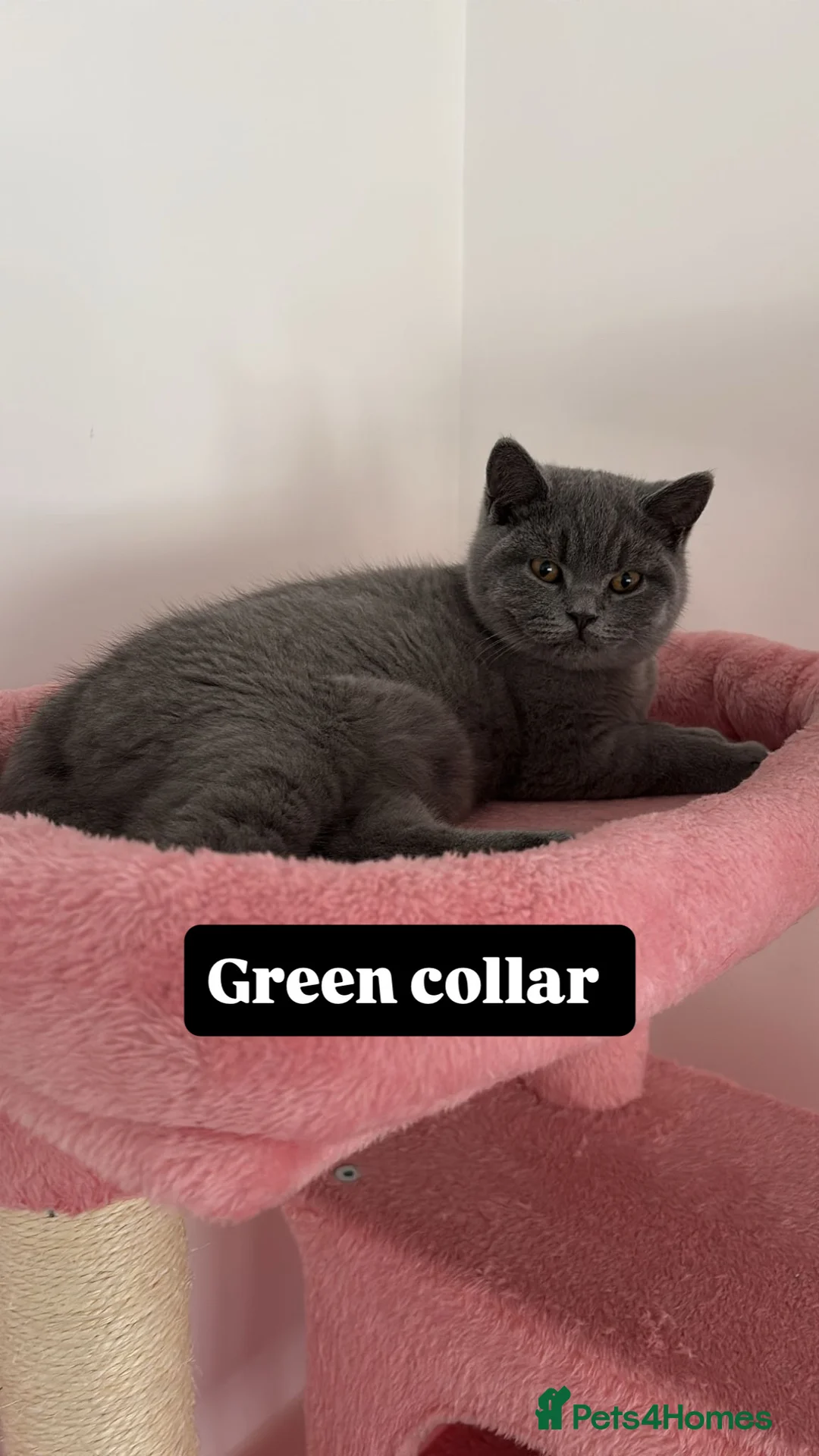 British Shorthair cats for sale: 🧸2 Remaining Chunky British Shorthair Kittens🧸 - Advert 3