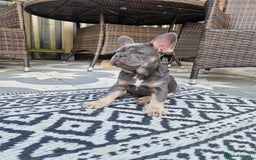 French Bulldog dogs for sale: French Bulldog puppies (1 lilac and tan left) - Image 10