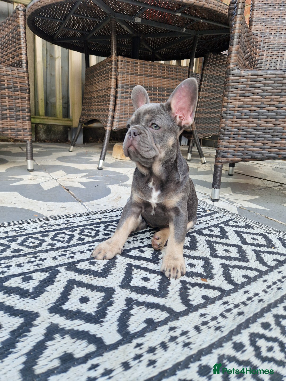 French Bulldog dogs for sale: French Bulldog puppies (1 lilac and tan left) - Image 10