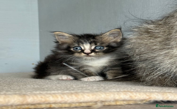 Maine Coon cats - Advert 1