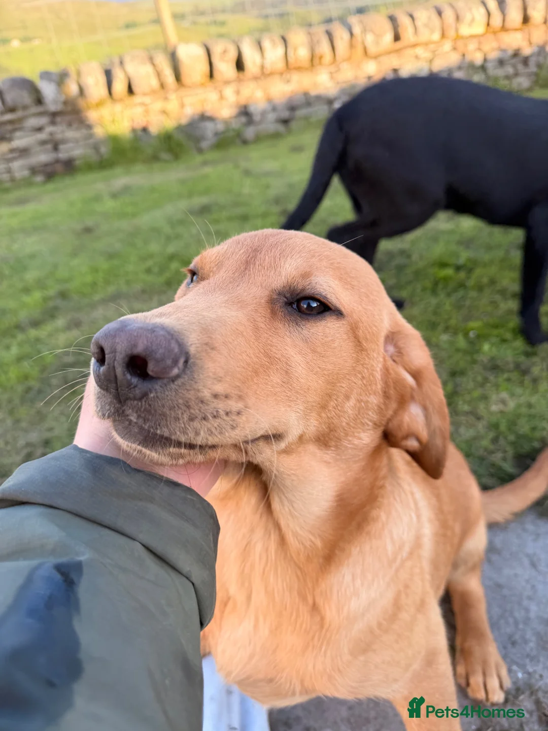 Labrador Retriever dogs for sale: Ready now Labrador puppies  - Advert 17
