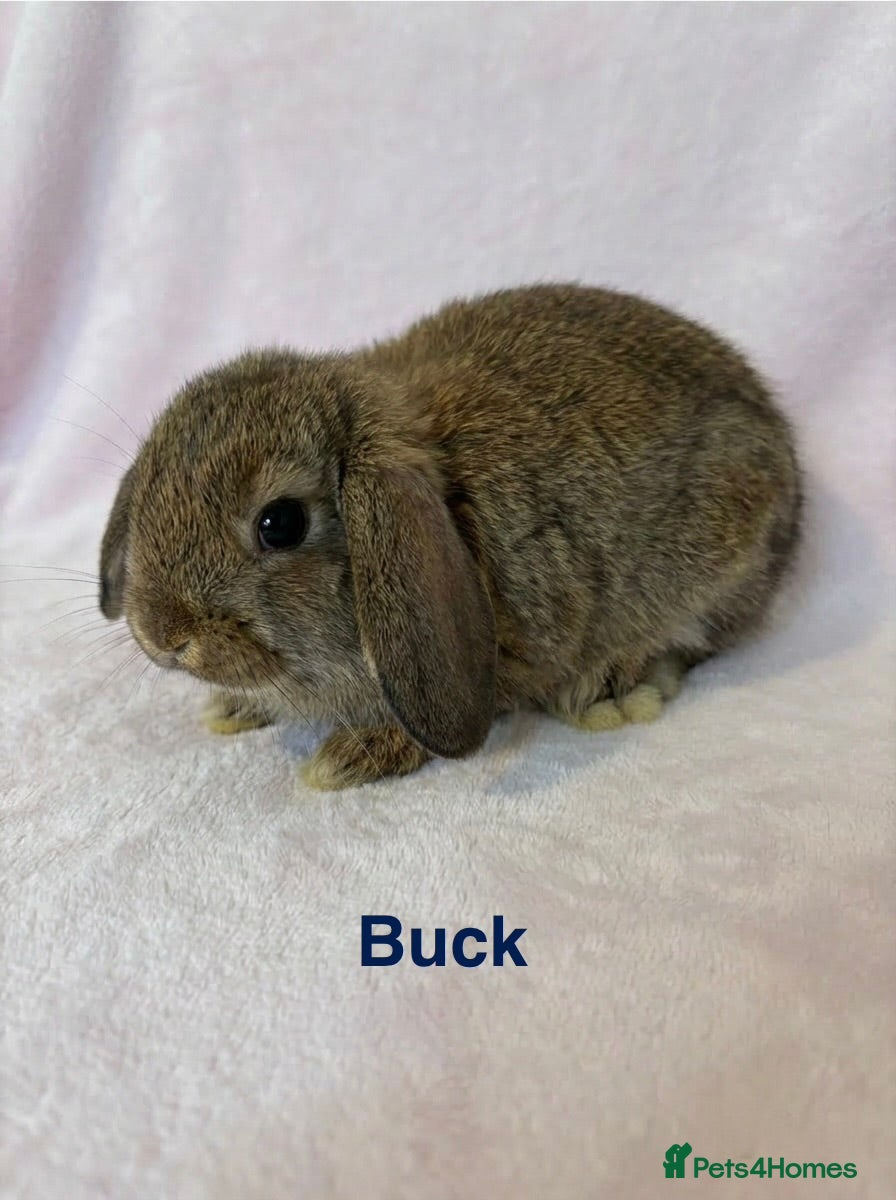 Mini Lop rabbits Baby Mini Lops 8 weeks old  - Advert 1