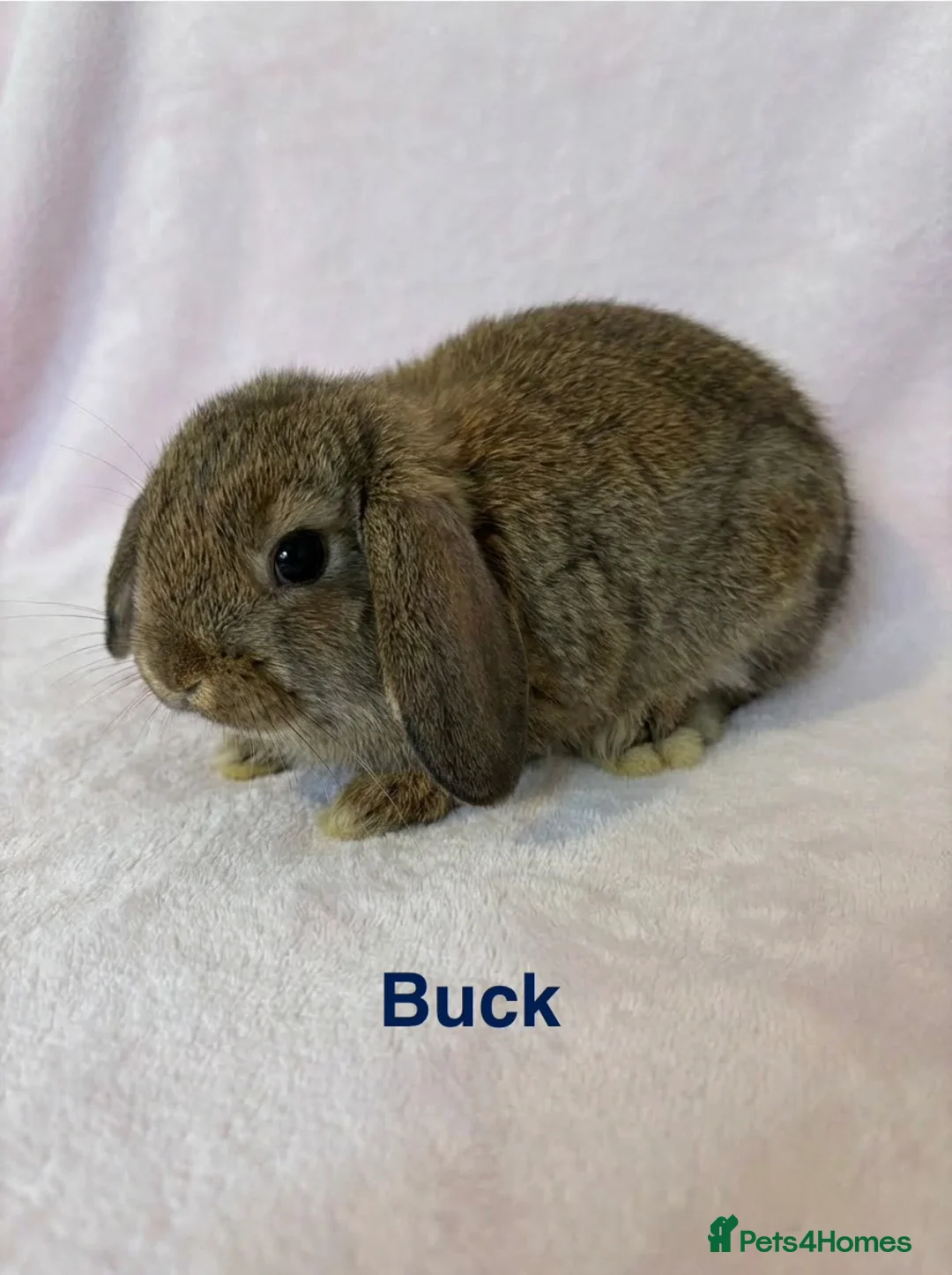 Mini Lop rabbits for sale: Baby Mini Lops 8 weeks old  in Bristol - Advert 1