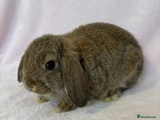 Mini Lop rabbits Baby Mini Lops 8 weeks old - Advert 1