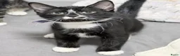 Mixed Breed cats for sale: four gorgeous kittens available to go now  - Advert 2