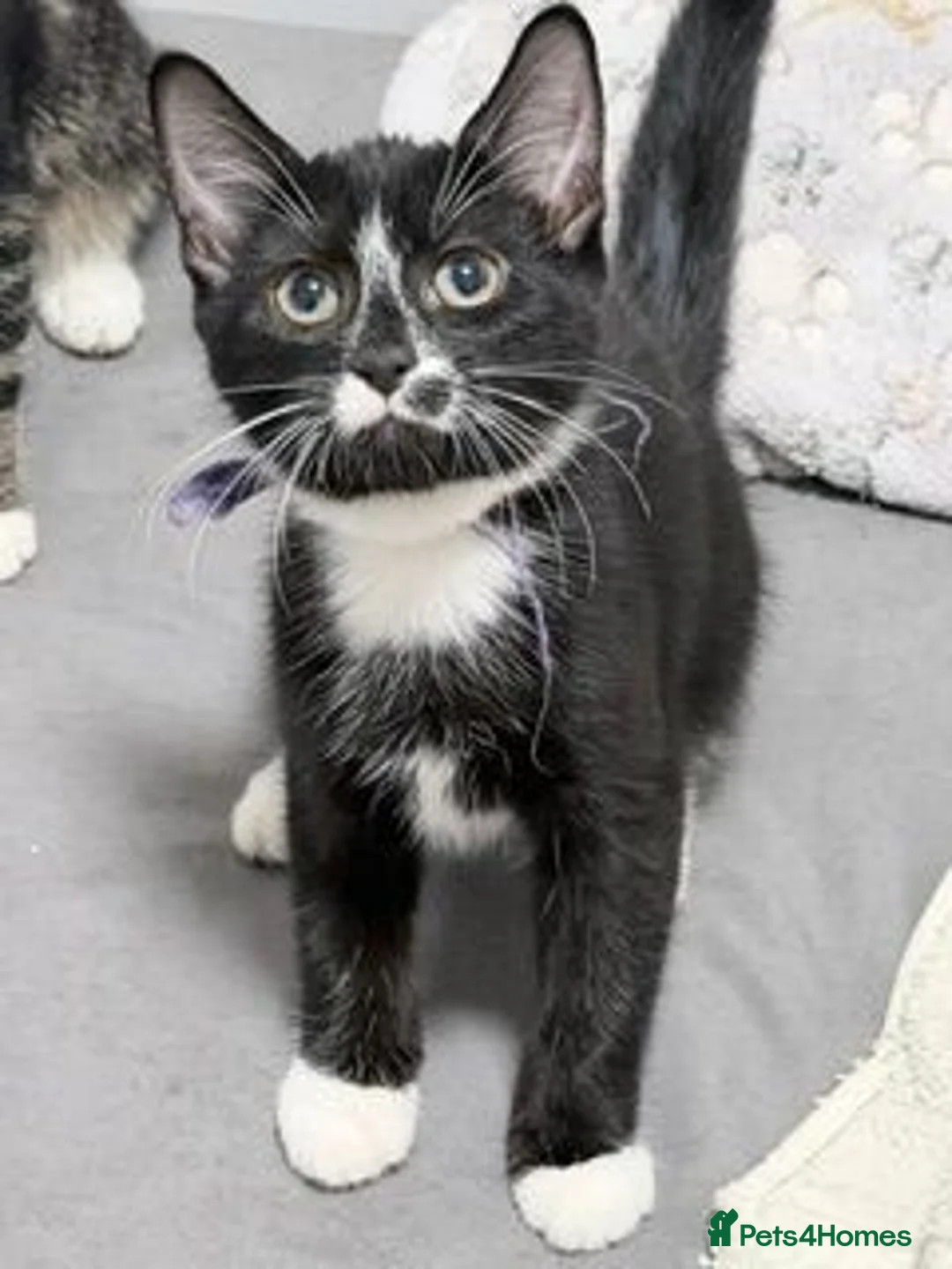 Mixed Breed cats for sale: four gorgeous kittens available to go now  - Advert 2