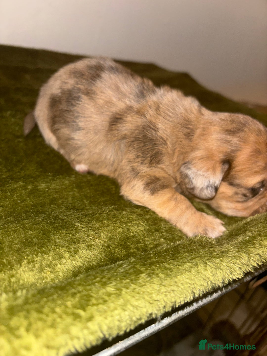 Mixed Breed dogs for sale: Schweenies - Image 5