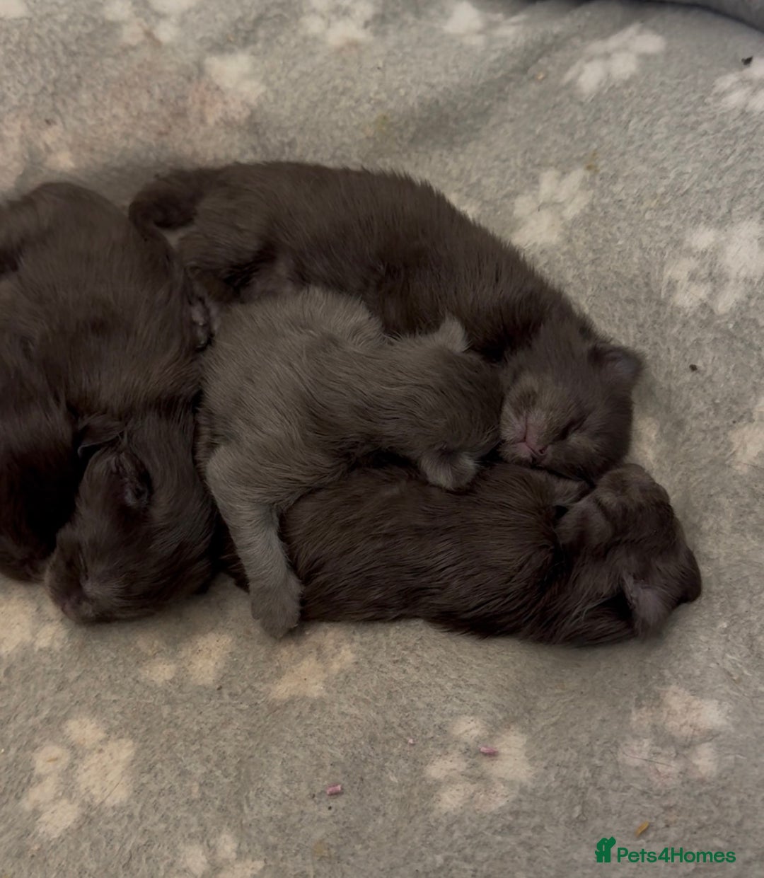 Maine Coon cats for sale: Black Smoke & Blue Smoke Maine Coon Kittens - Advert 10