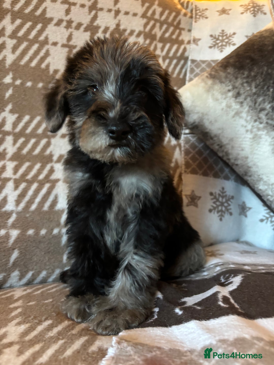 Mixed Breed dogs for sale: Truly special Schnoodle pups *unique colouring* - Advert 1