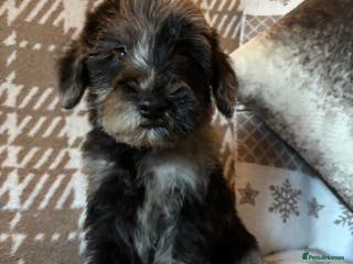 Mixed Breed dogs Truly special Schnoodle pups *unique colouring* - Advert 17