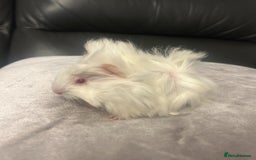 Guinea Pig rodents for sale: Gorgeous fluffy baby boy guinea pig - Image 3