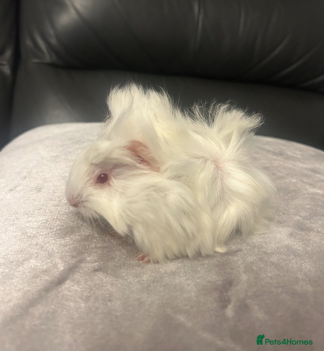 Guinea Pig rodents for sale: Gorgeous fluffy baby boy guinea pig - Image 3