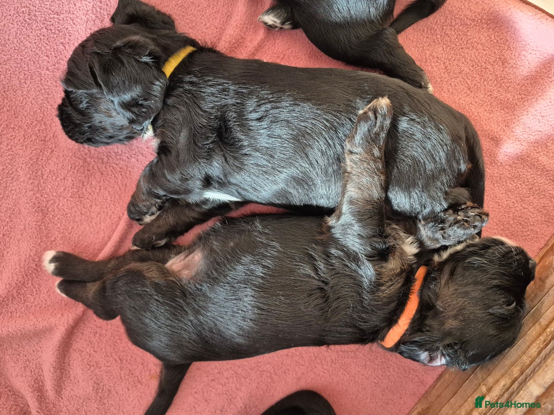 Mixed Breed dogs for sale: Poogle puppies for sale - Image 8