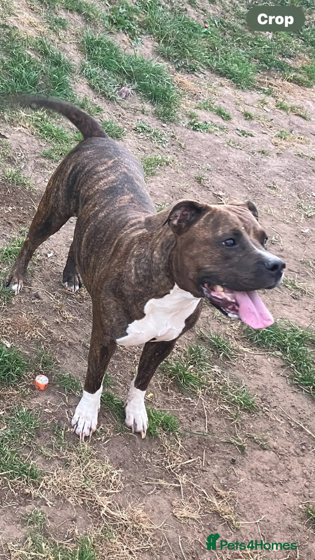 Mixed Breed dogs for sale: Beautiful litter - Advert 1