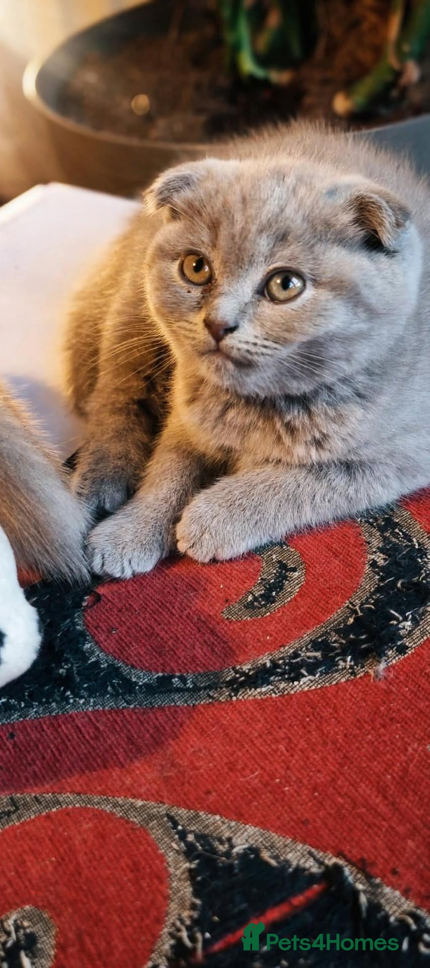 Scottish Fold cats  😸 Beautiful Female kittens 😸  - Advert 1