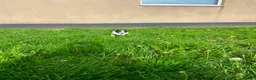 Jack Russell dogs for sale: Beautiful Jack Russell Girls Available  - Advert 10