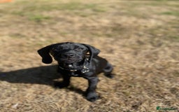 Mixed Breed dogs for sale: RESERVED  - Image 1