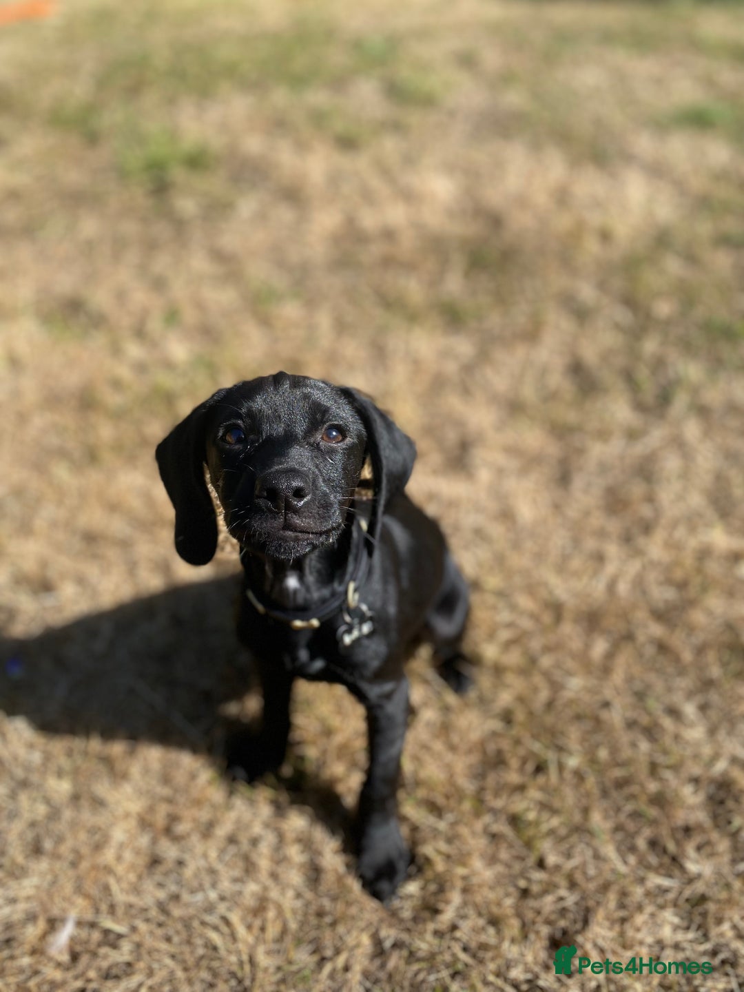 Mixed Breed dogs for sale: RESERVED  - Image 1
