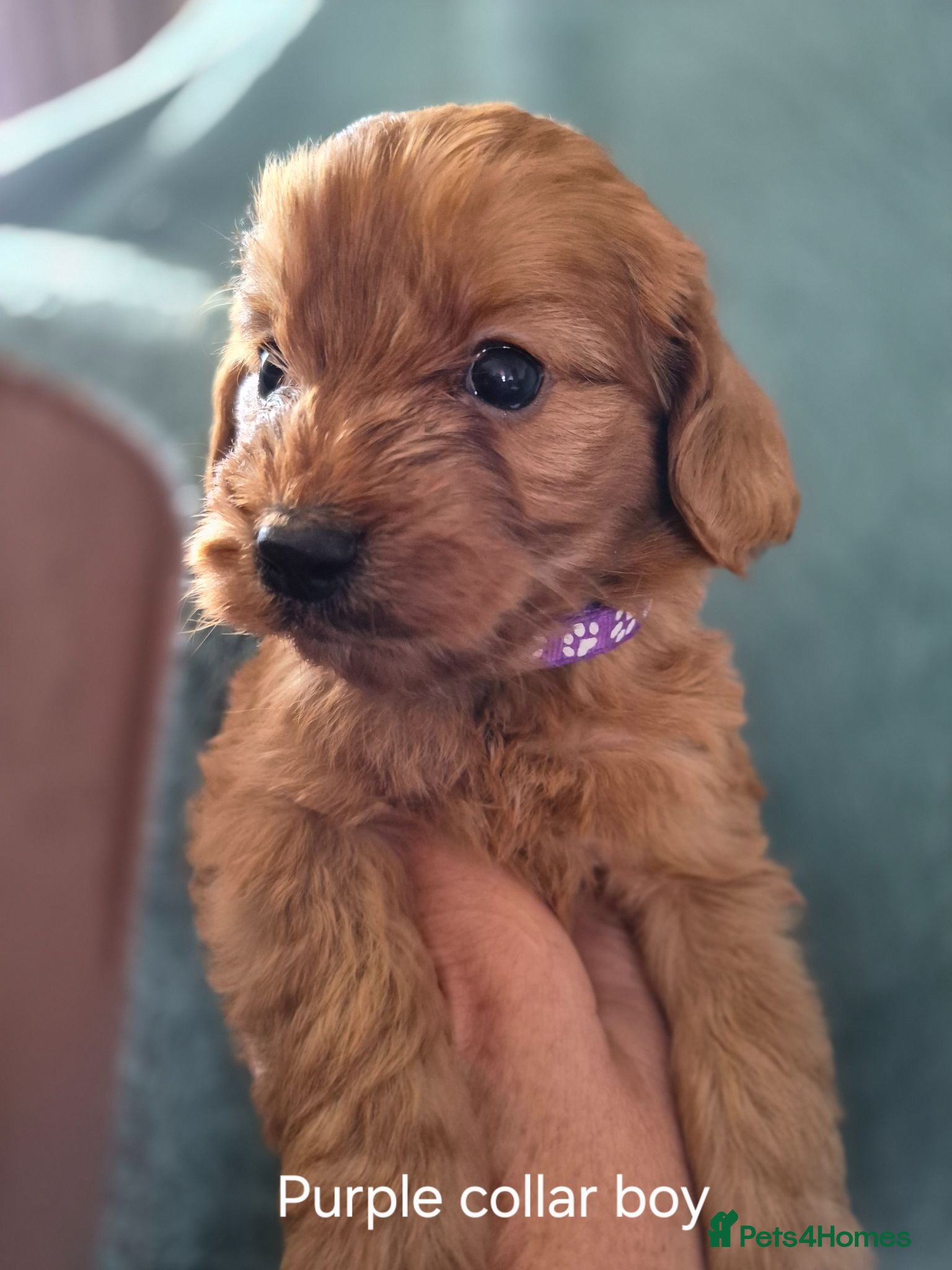 Cockapoo dogs Cockapoo puppies - Advert 2