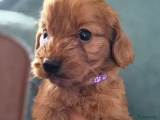Cockapoo dogs Cockapoo puppies - Advert 10