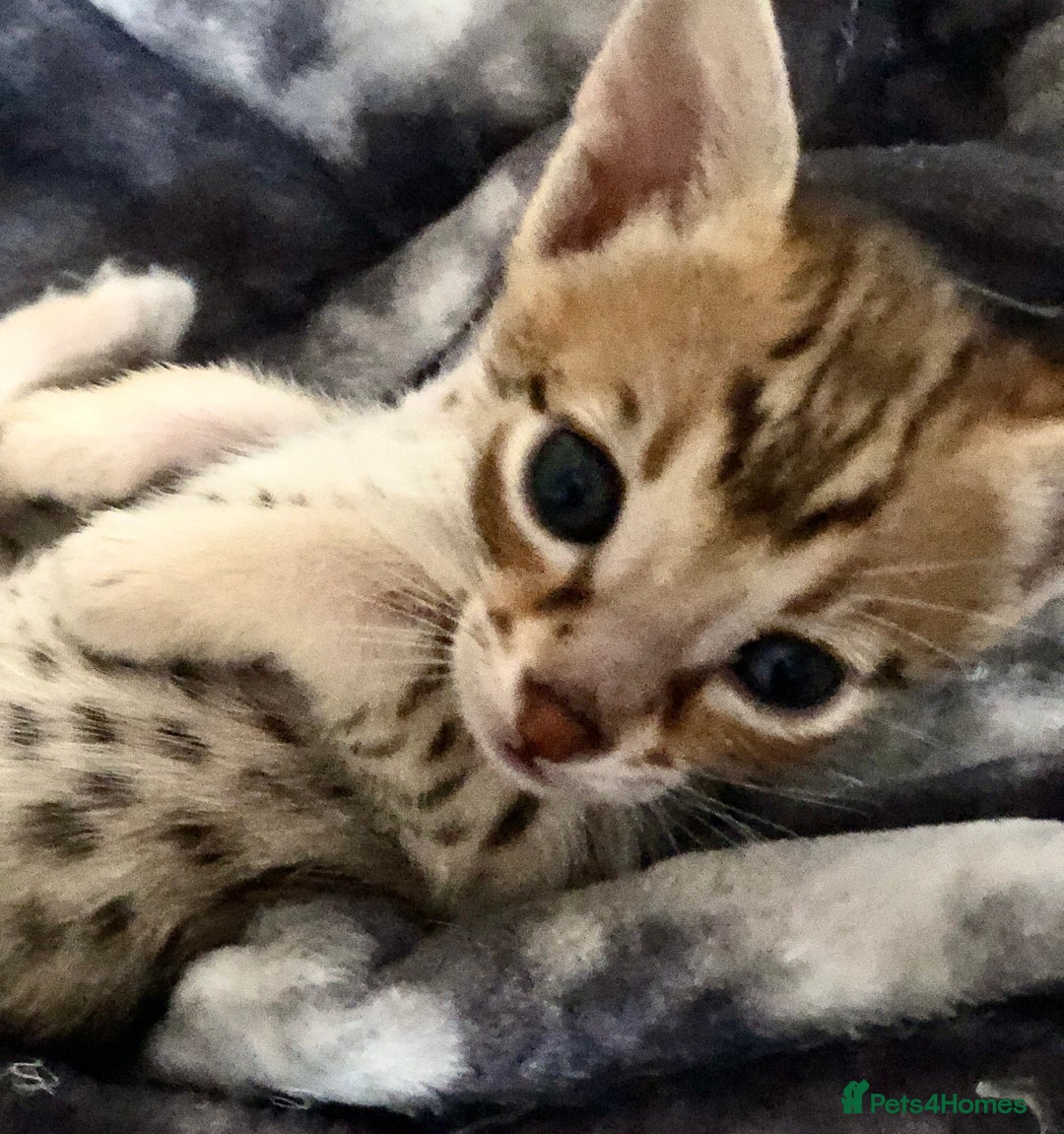 Savannah cats for sale: Beautiful full pedigree savannah kittens  - Image 22