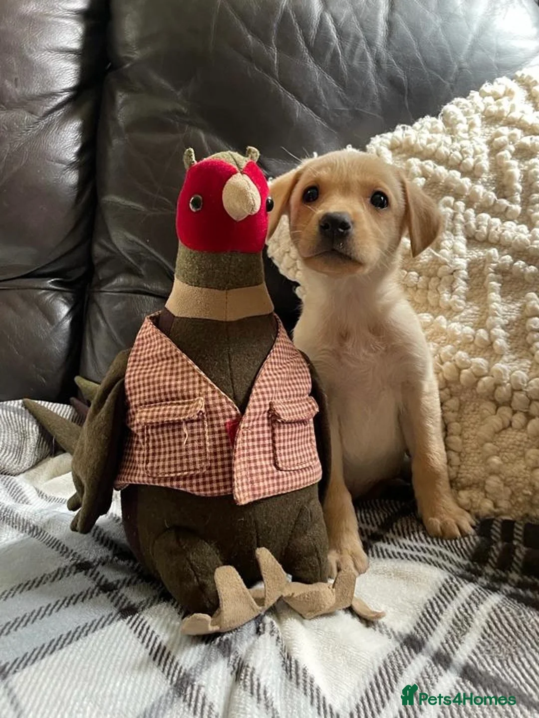 Labrador Retriever dogs for stud: Health Tested Working Labrador Retriever For Stud in Burton-on-Trent - Advert 9