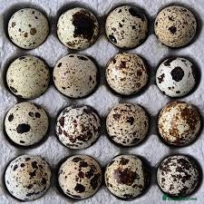 Quail poultry White Super Jumb Quail Eggs x 6 - Advert 3