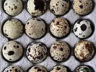 Quail poultry White Super Jumb Quail Eggs x 6 - Advert 11