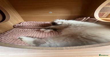 Ragdoll cats - Advert 16