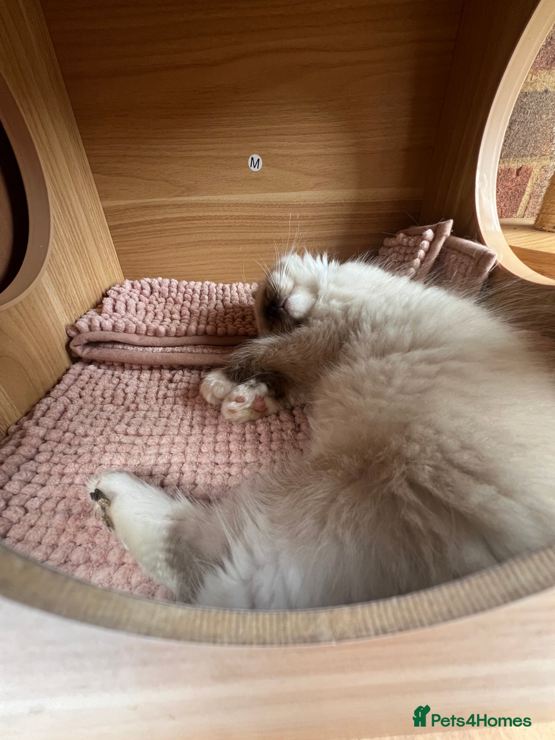 Ragdoll cats for sale: 2 Boys 2 Girls - Image 2