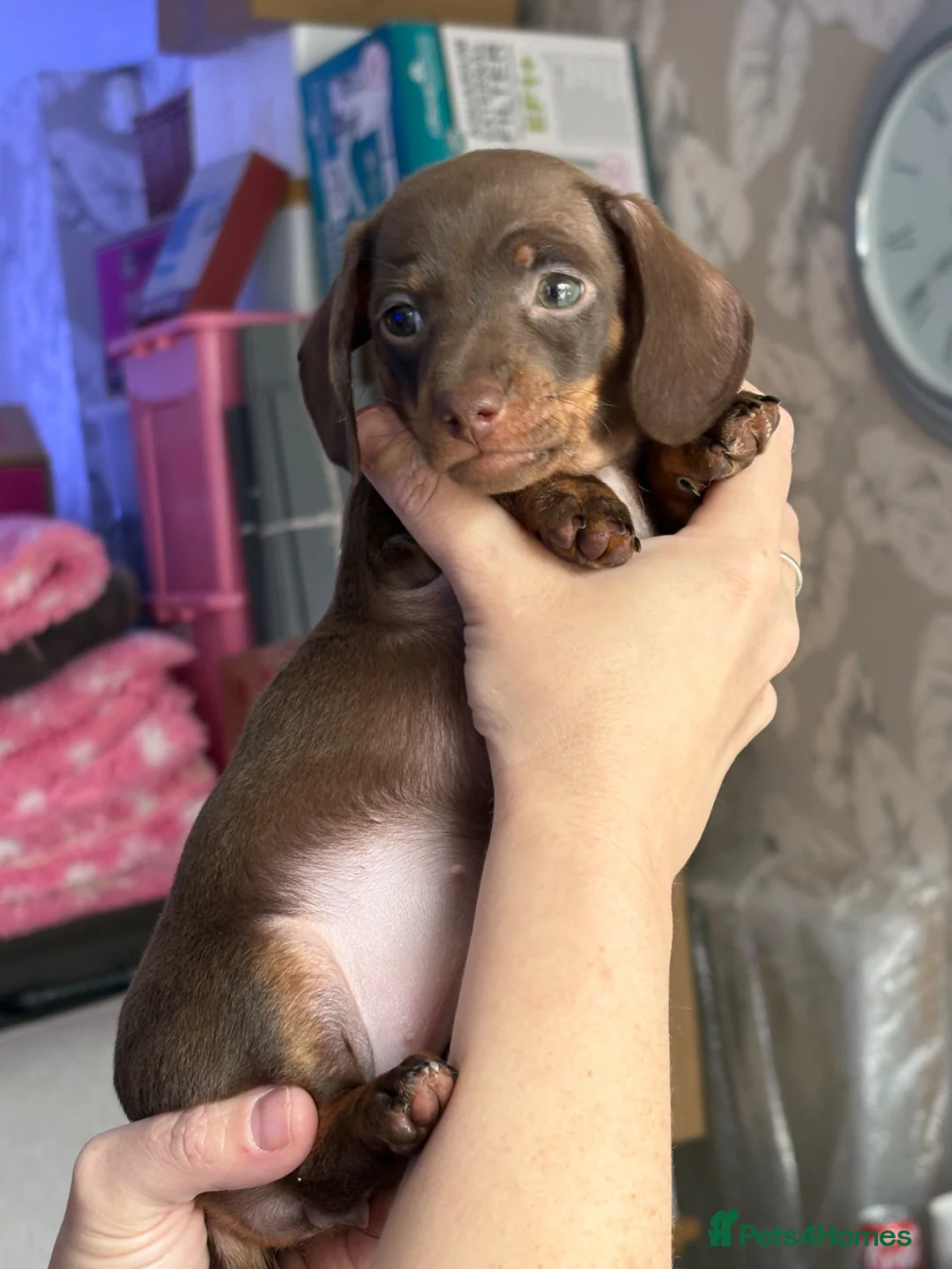 Miniature Dachshund dogs for sale: KC registered PRA clear mini dacshunds puppies in Saint Helens - Advert 2