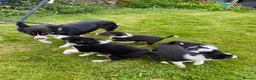 Border Collie dogs for sale: Tricoloured Border Collie Puppies - Advert 3