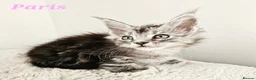 Maine Coon cats for sale: Stunning Maine Coon kittens  - Advert 5