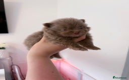 Pomeranian dogs for sale: ✨NEW LOWERED PRICE✨ Pomeranian puppies 🐶  - Image 25