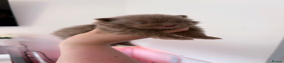 Pomeranian Puppy 1